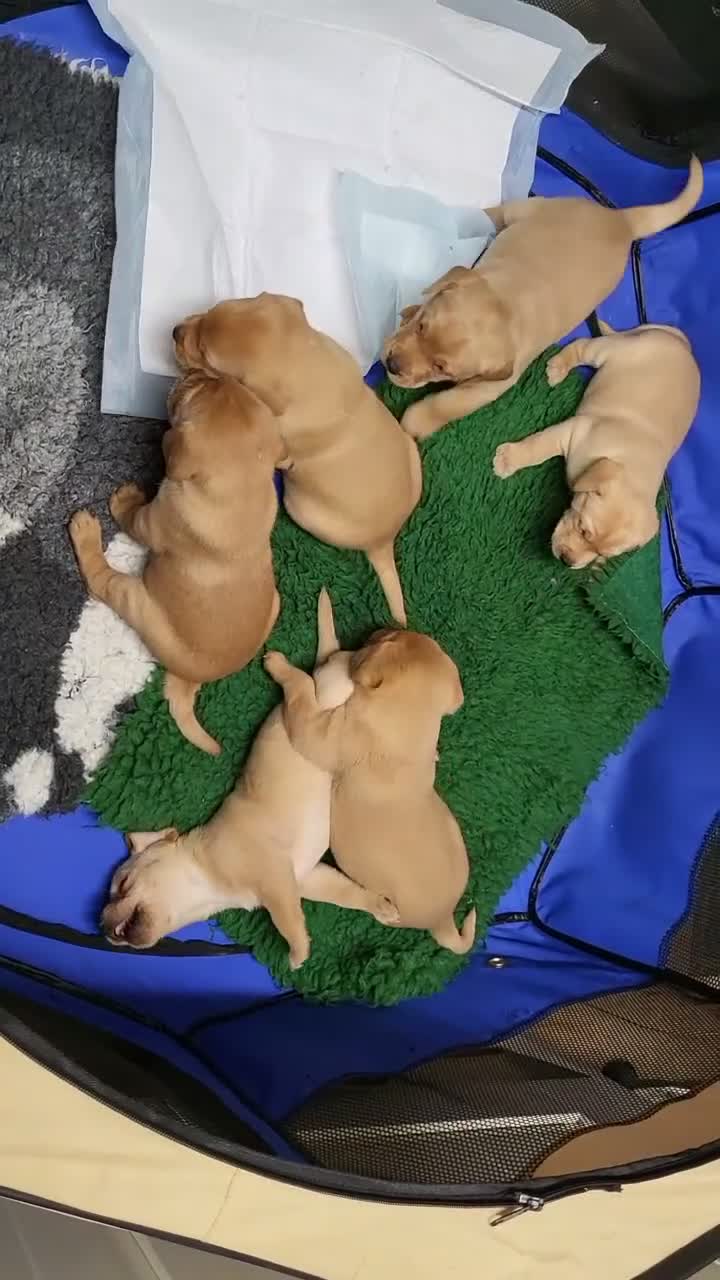 Labrador Retriever dogs for sale: Golden labrador pups - Video 1