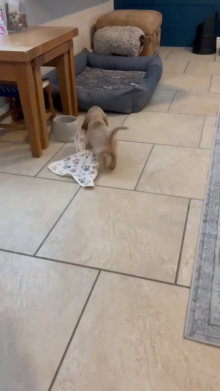 Cocker Spaniel dogs for sale: Beautiful Golden Cocker Spaniel Puppies for Sale - Video 3