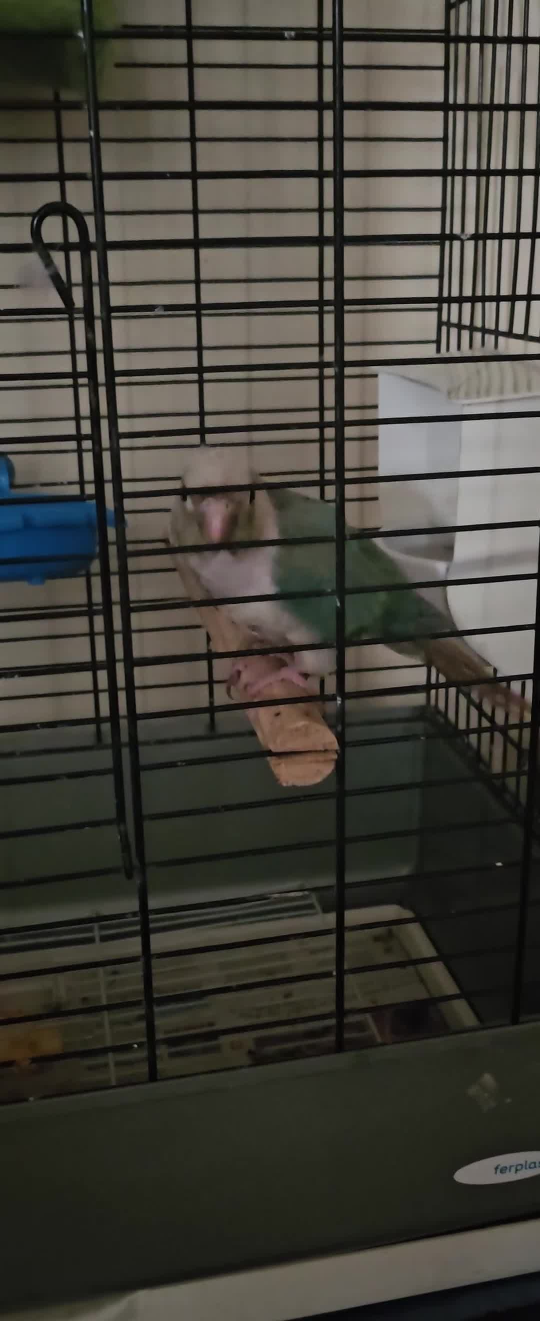Conures birds for sale: Male and femalle conure...6 months - Video 1