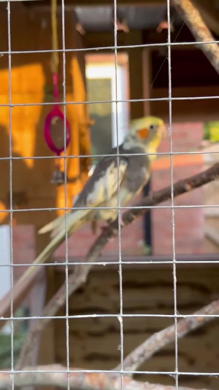 Cockatiels birds for sale: Cockatiels for sale (mixed) - Video 2
