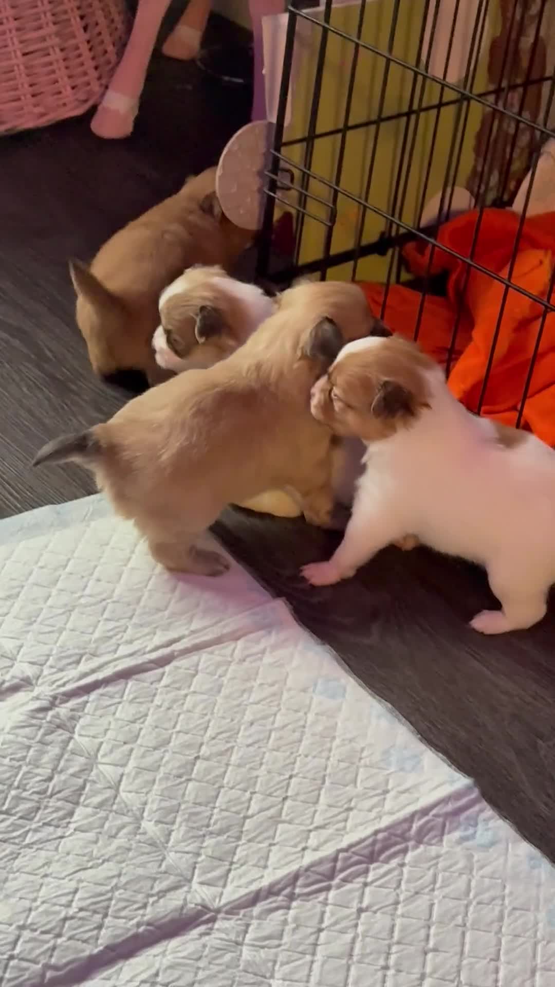 Mixed Breed dogs for sale: Beautiful pups for sale!  - Video 3