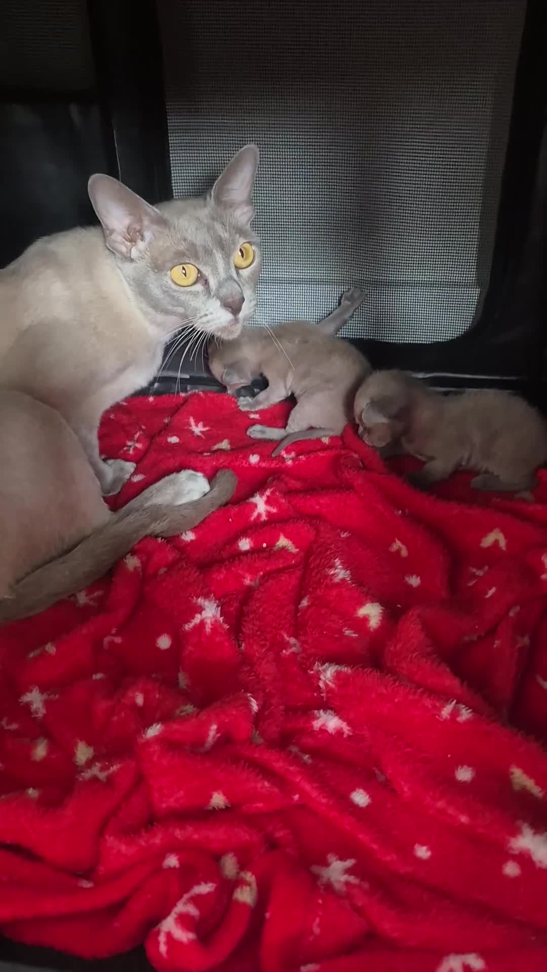 Burmese cats for sale: Burmese kittens for sale in Doncaster - Video 1