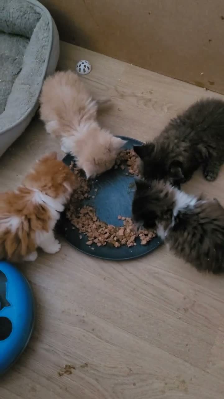 Ragcoon cats for sale: Ragcoon litter Ready in 1 week - Video 1
