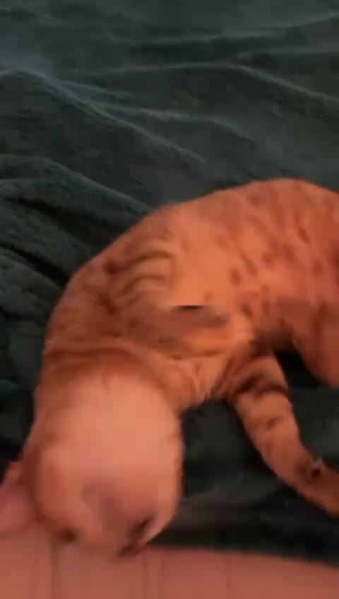 Mixed Breed cats for adoption: CARLA AMAZING RESILIENT FEET MISSING AFFECTIONATE  - Video 3