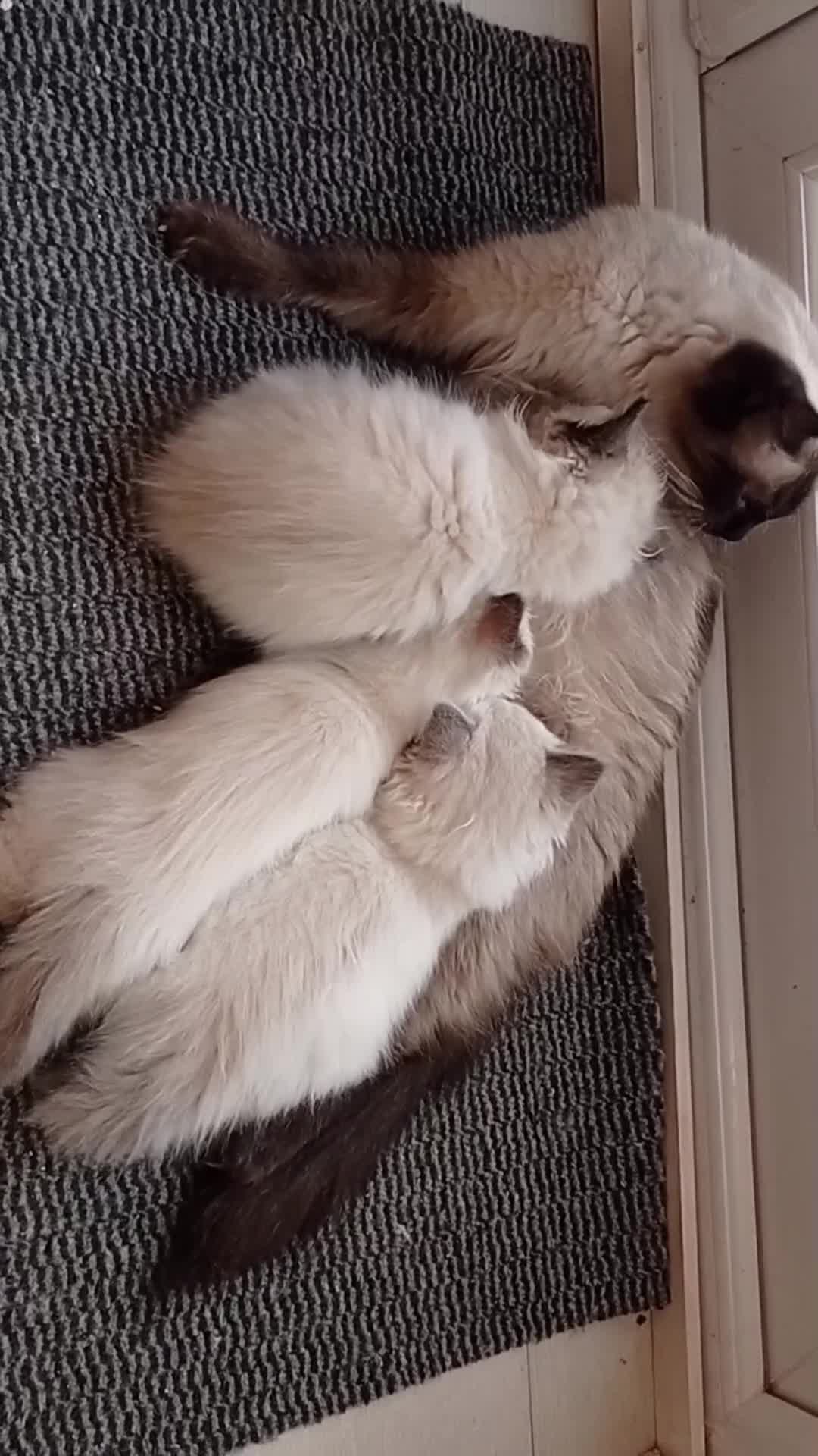 Ragdoll cats for sale: Ragdoll Kittens Looking for Loving Homes - Video 1