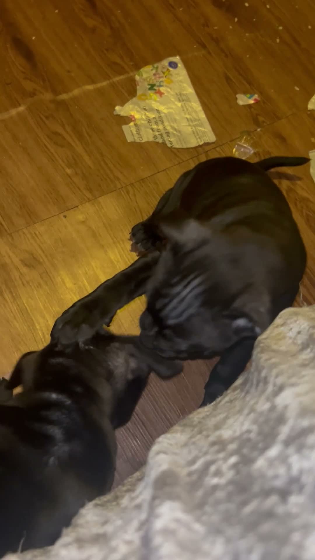Staffordshire Bull Terrier dogs for sale: Black staffy girls  - Video 2