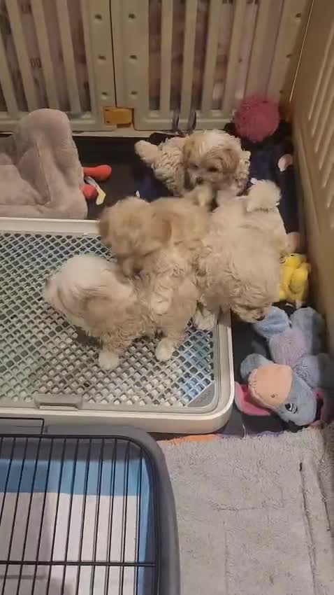 Maltipoo dogs for sale: Maltipoo F1, KC Parents Extensively DNA Clear   - Video 2