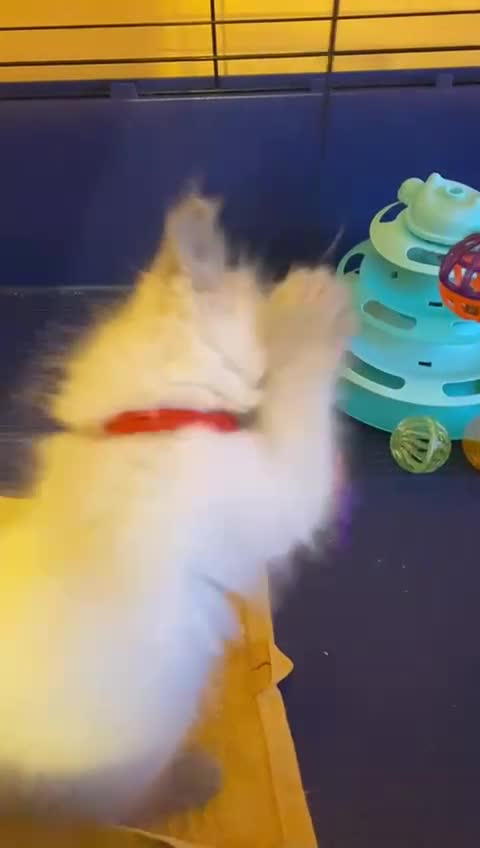 Ragdoll cats for sale: GCCF registered ChampionBloodline 5GENpedigree BSH - Video 2