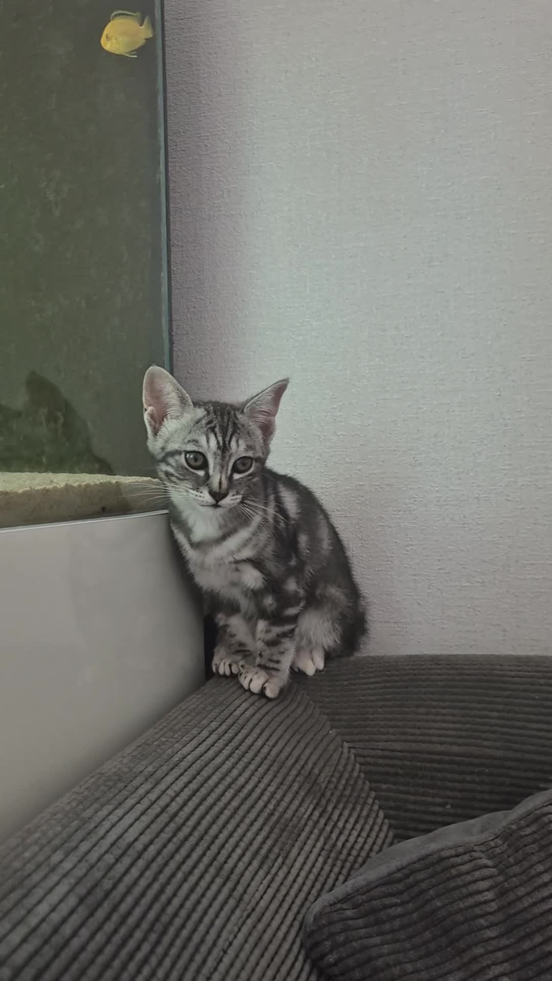 Savannah cats for sale: Savannah female  - Video 1