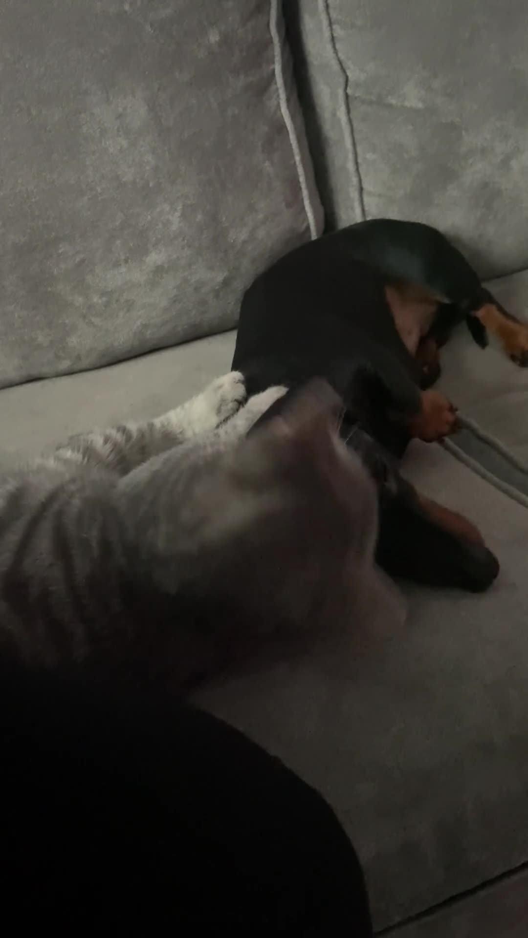 Mixed Breed cats for sale: 🫶🫶 Last kitten- MALE - 4months 🫶🫶 - Video 2