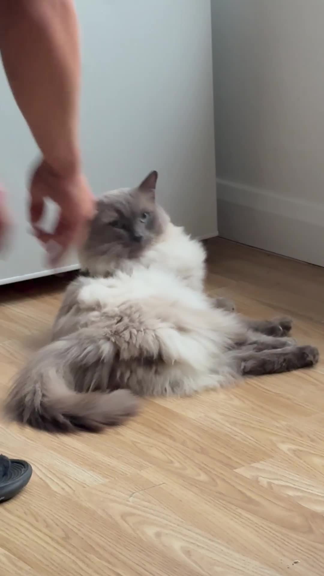 Ragdoll cats for stud: Blue Point Ragdoll Stud Colchester in Colchester - Video 2