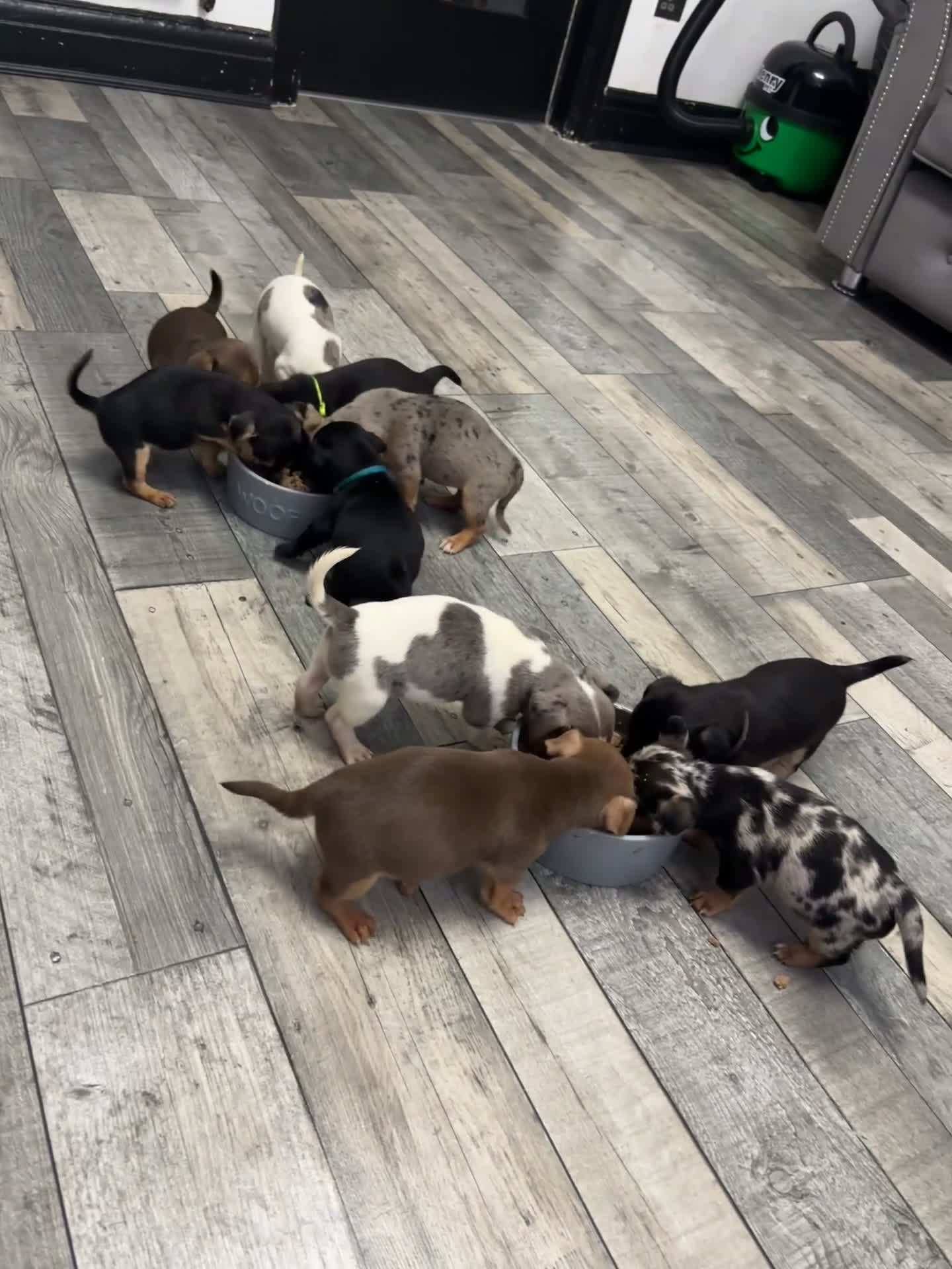 Jack Russell dogs for sale: Beautiful Jack Russell pups - Video 1