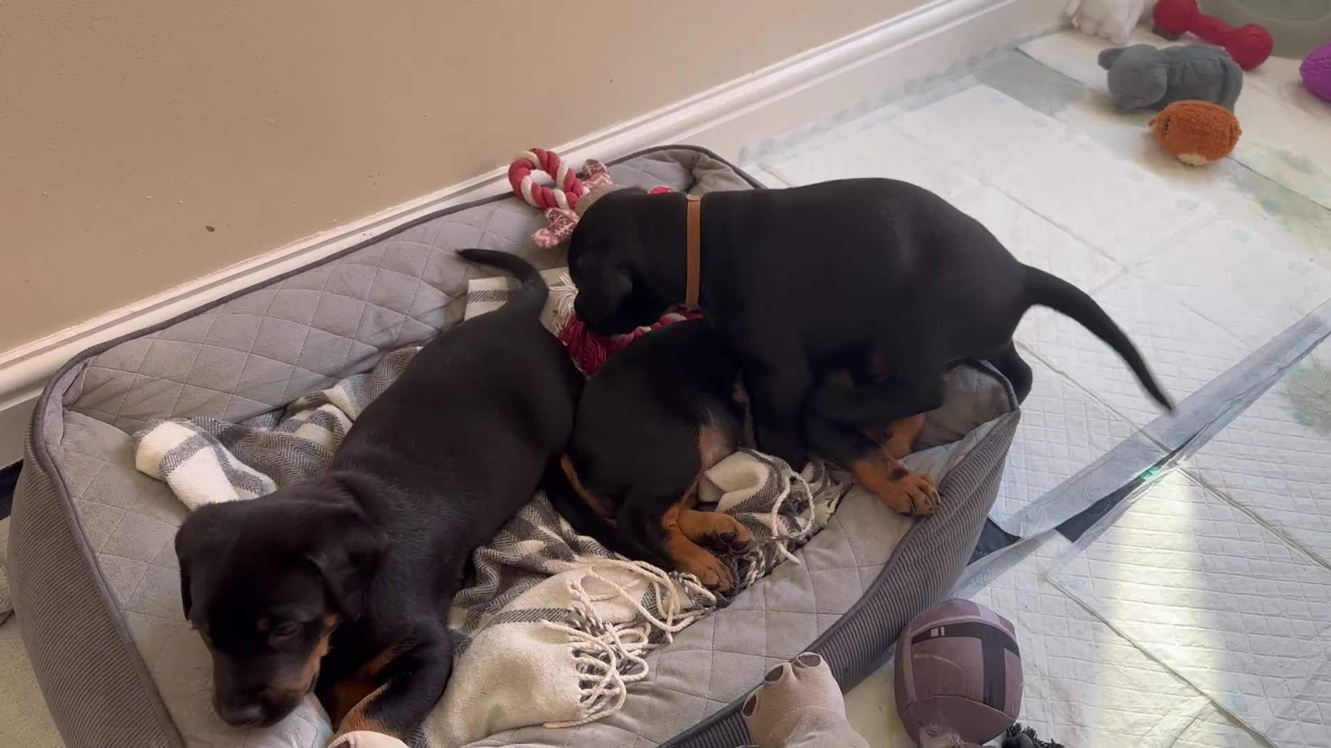 Dobermann dogs for sale: Doberman puppies  in Sunderland - Video 1