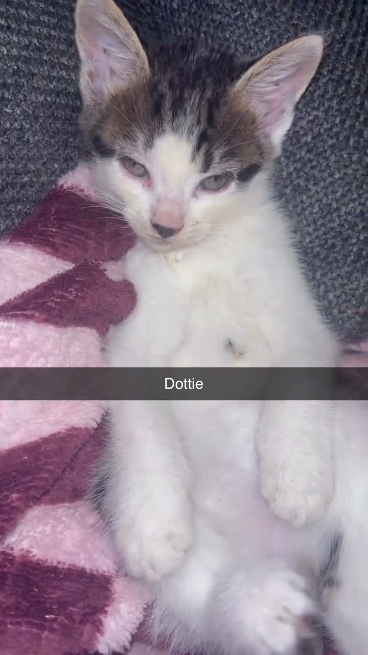 Domestic Shorthair cats for sale: Beautiful playful loving kittens  in Wolverhampton - Video 3
