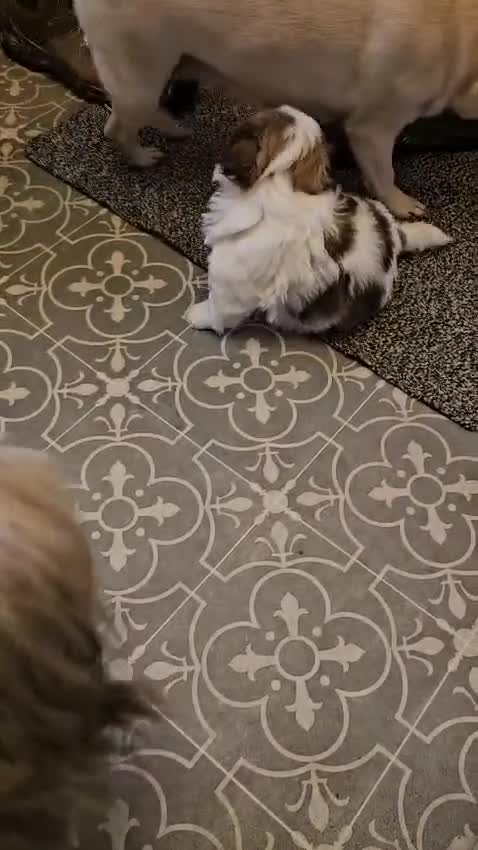 Shih Tzu dogs for sale: READY NOW 4 gorgeous male shih ztu puppies  in Grantham - Video 1