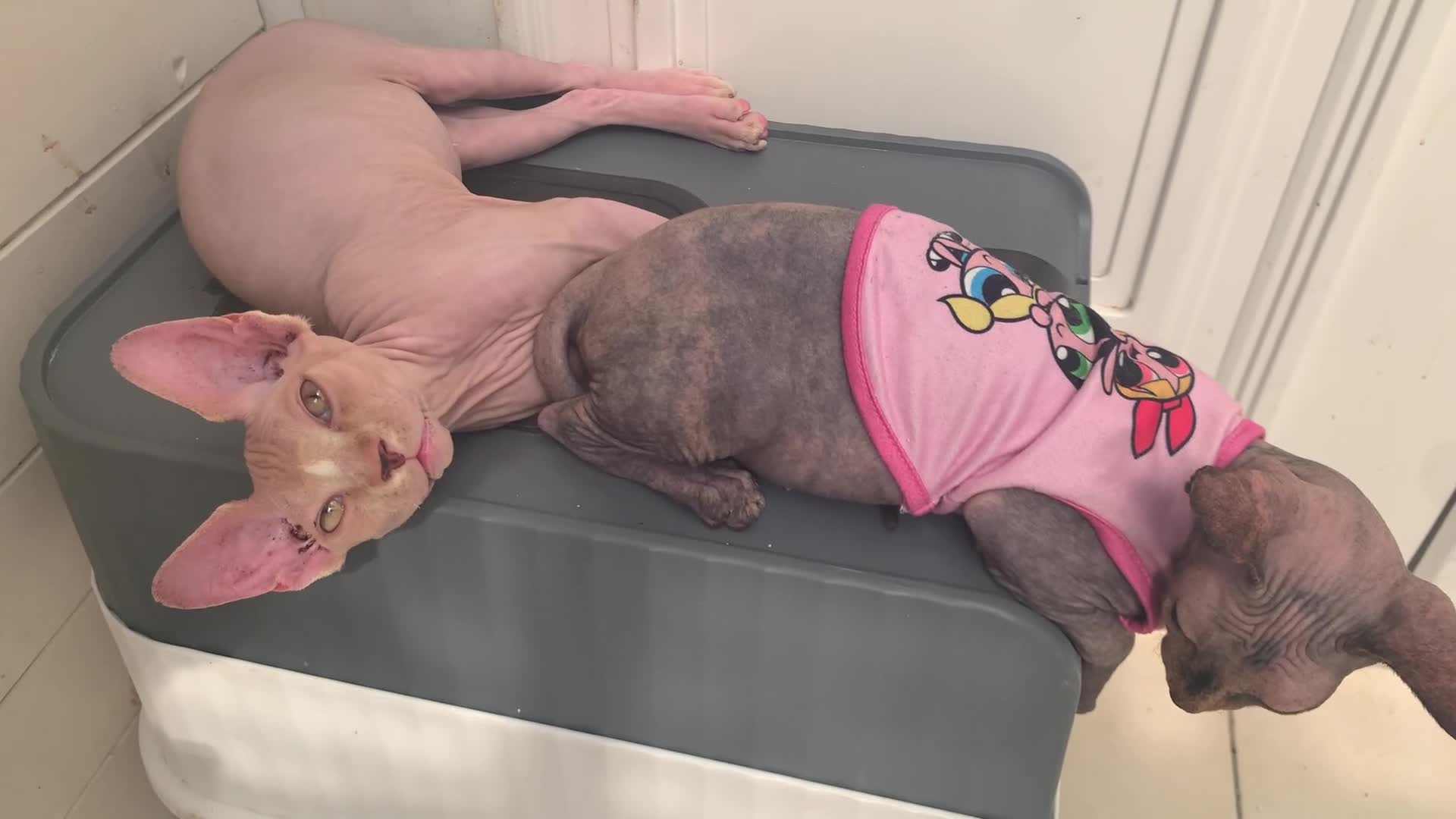 Sphynx cats for sale: Male Sphinx available  - Video 1