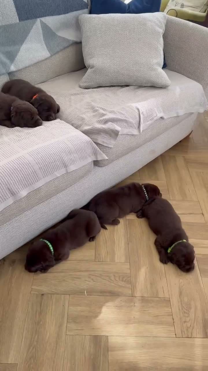 Labrador Retriever dogs for sale: ✨Outstanding Chunky Chocolate Labrador puppies✨ in Cowbridge - Video 1