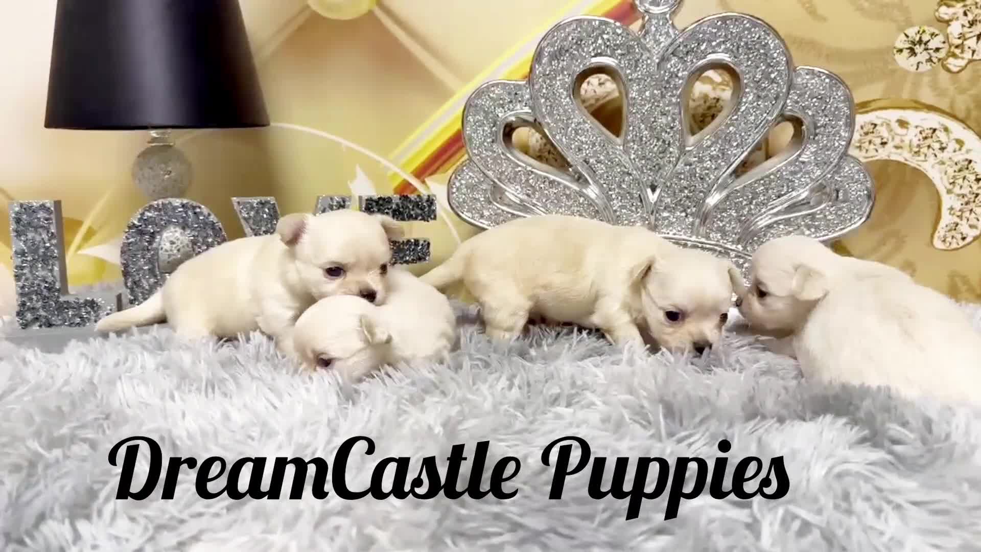 Chihuahua dogs for sale: KC reg Long coat boys available  - Video 2