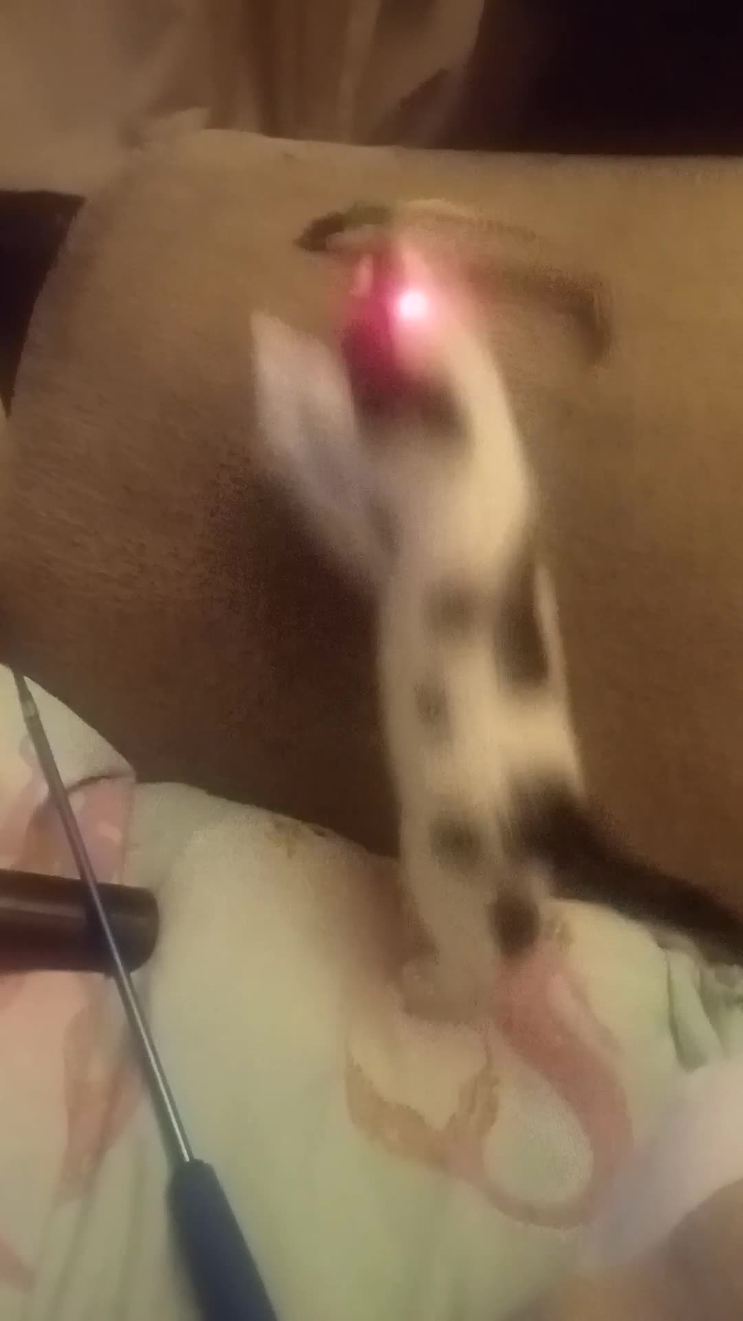 Mixed Breed cats for sale: Kittens ready for new home  - Video 2
