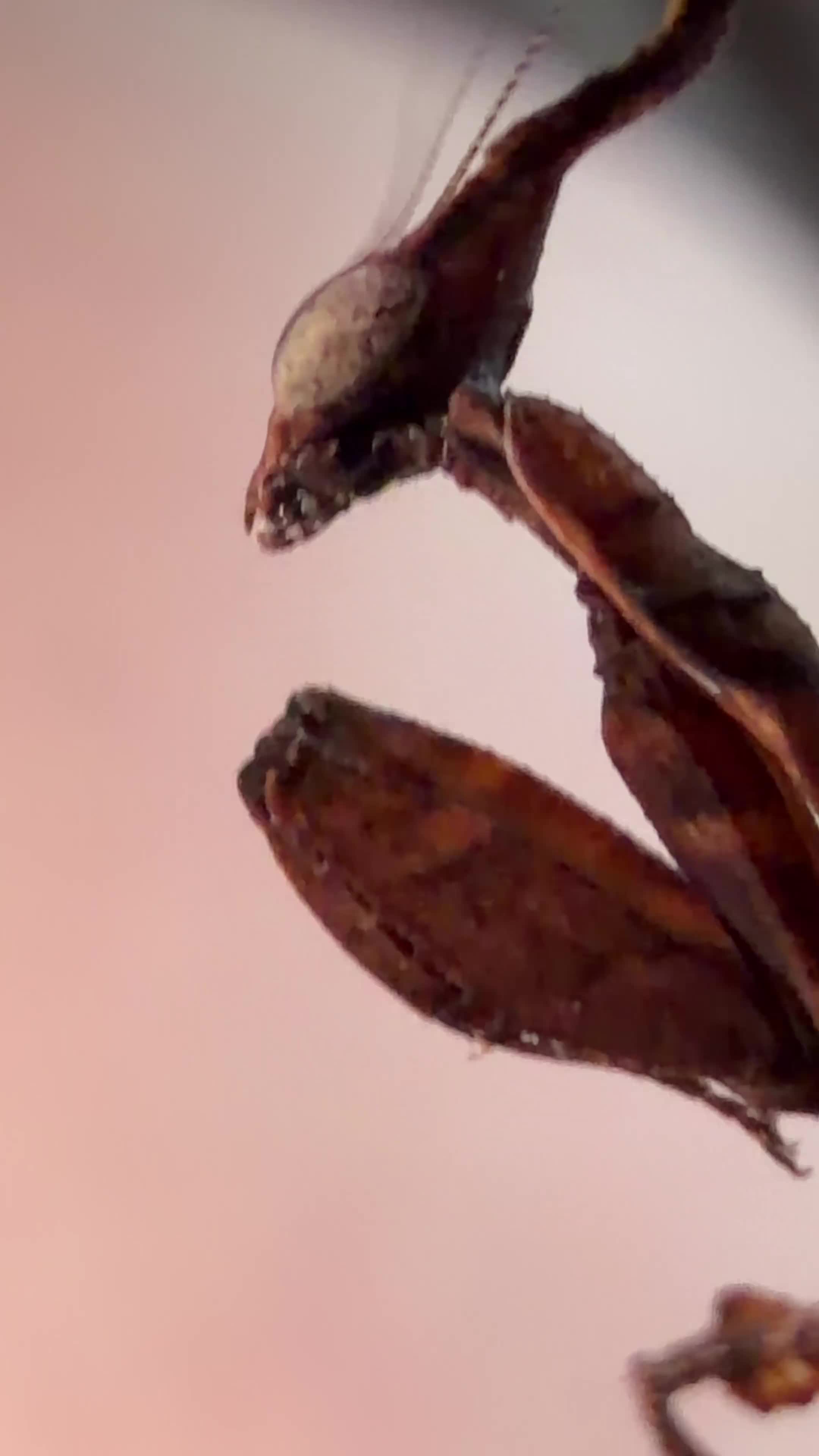 Praying Mantis invertebrates for sale: Phyllocrania paradoxa(ghost mantis) - Video 2