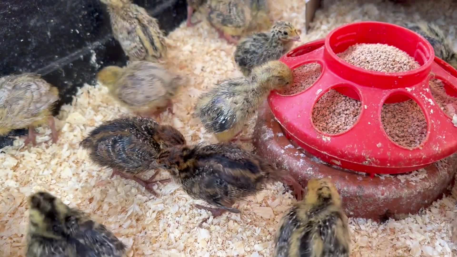 Quail poultry for sale: Jumbo Japanese Coturnix Quail Chicks  in Birmingham - Video 1