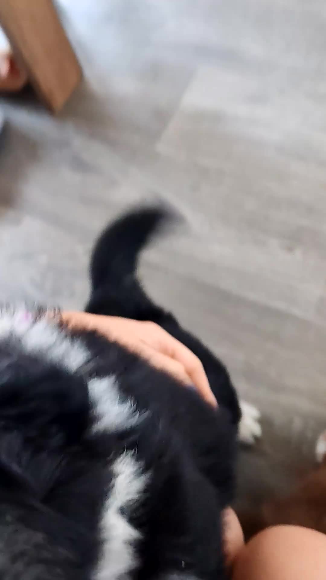 Mixed Breed dogs for sale: Borski looking for good home  - Video 1