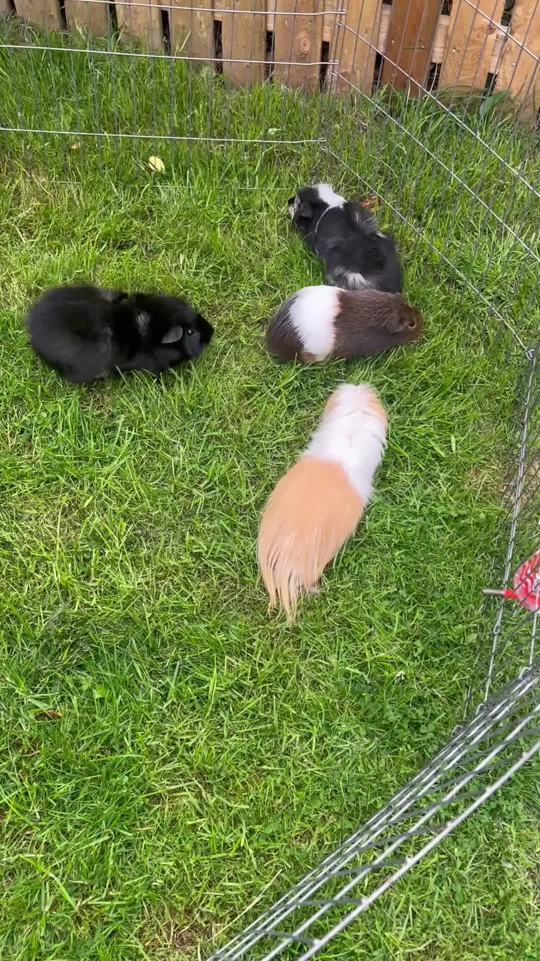 Guinea Pig rodents for sale: 4 male guinea pigs  - Video 1