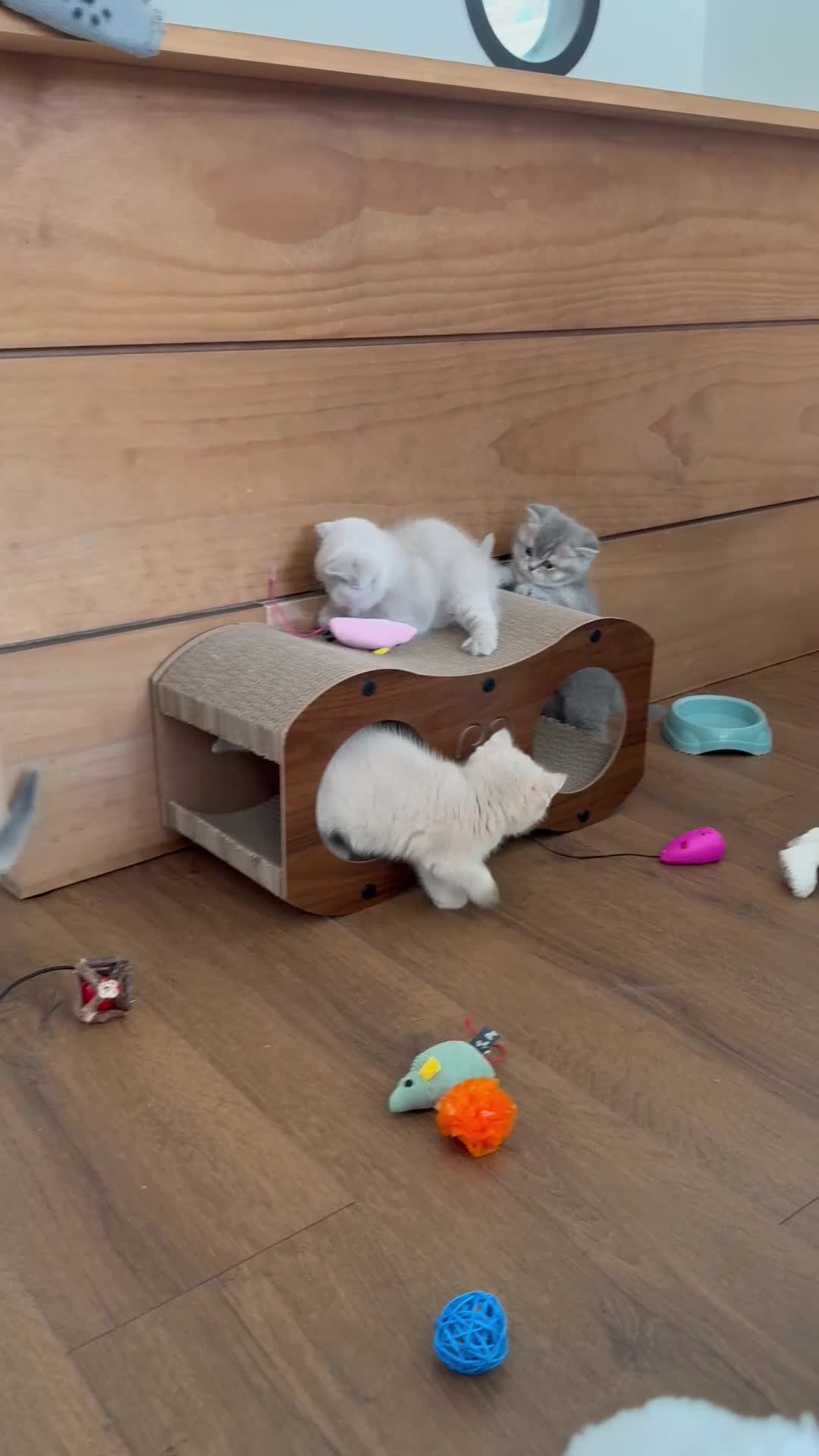 British Shorthair cats for sale: Beautiful BSH kittens GCCF reg - Video 1