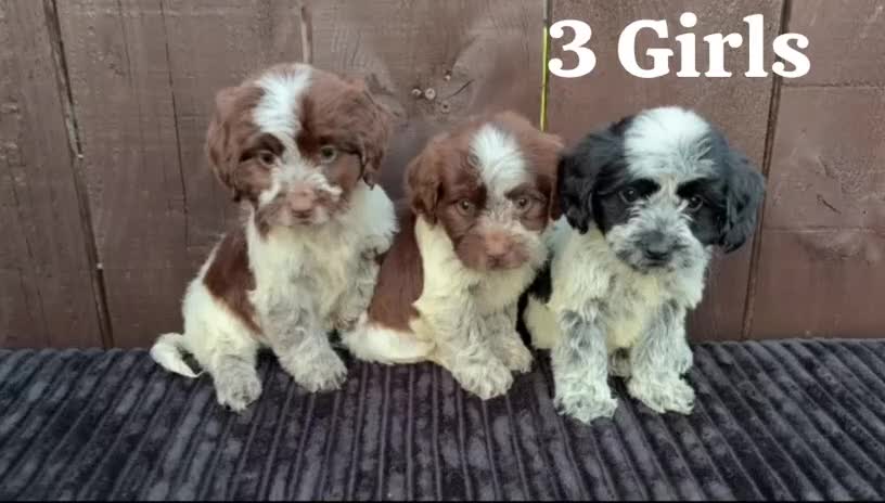 Cockapoo dogs for sale: cockapoos F1 puppy’s 6 available - Video 1