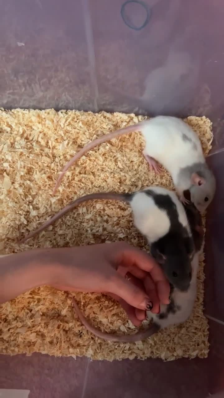 Rat rodents for sale: Dumbo Female Rats - Video 2