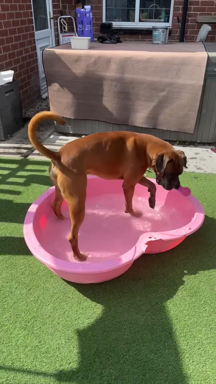 Boxer dogs for stud: 💙 Kc registered proven stud 💙 - Video 1