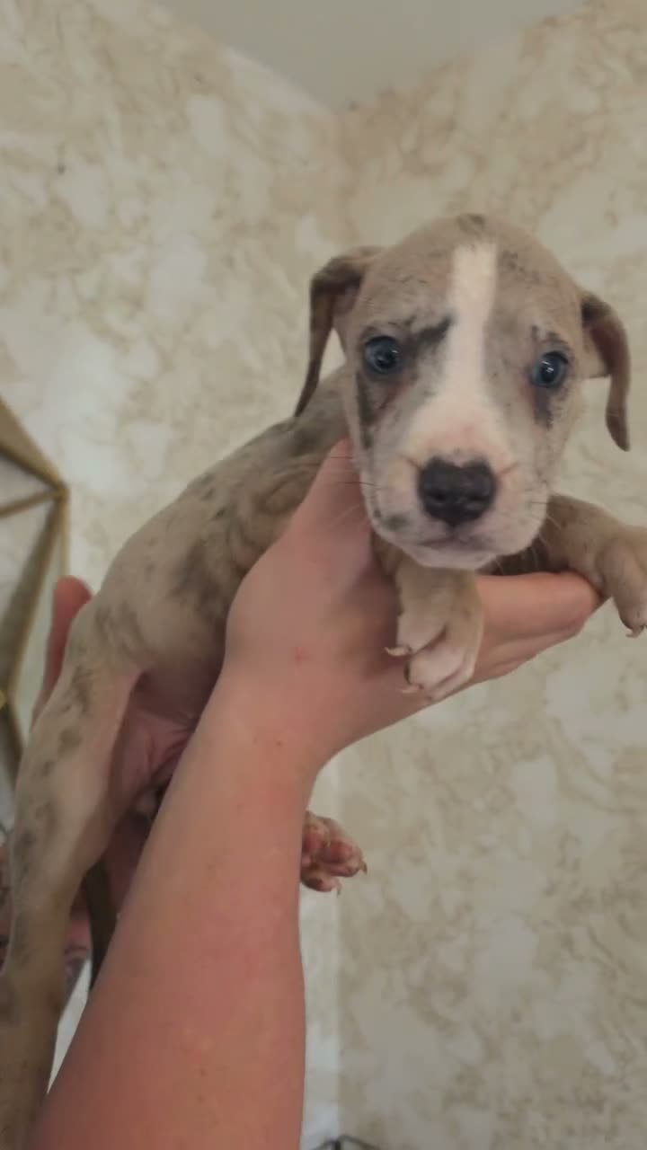 Mixed Breed dogs for sale: Staffy x American bulldog  - Video 1