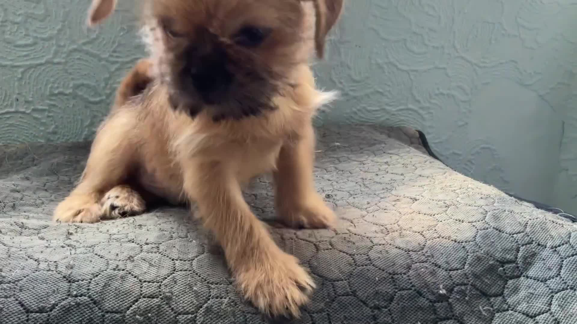 Mixed Breed dogs for sale: SHIH TZU/ CHIHUAHUAS  - Video 2