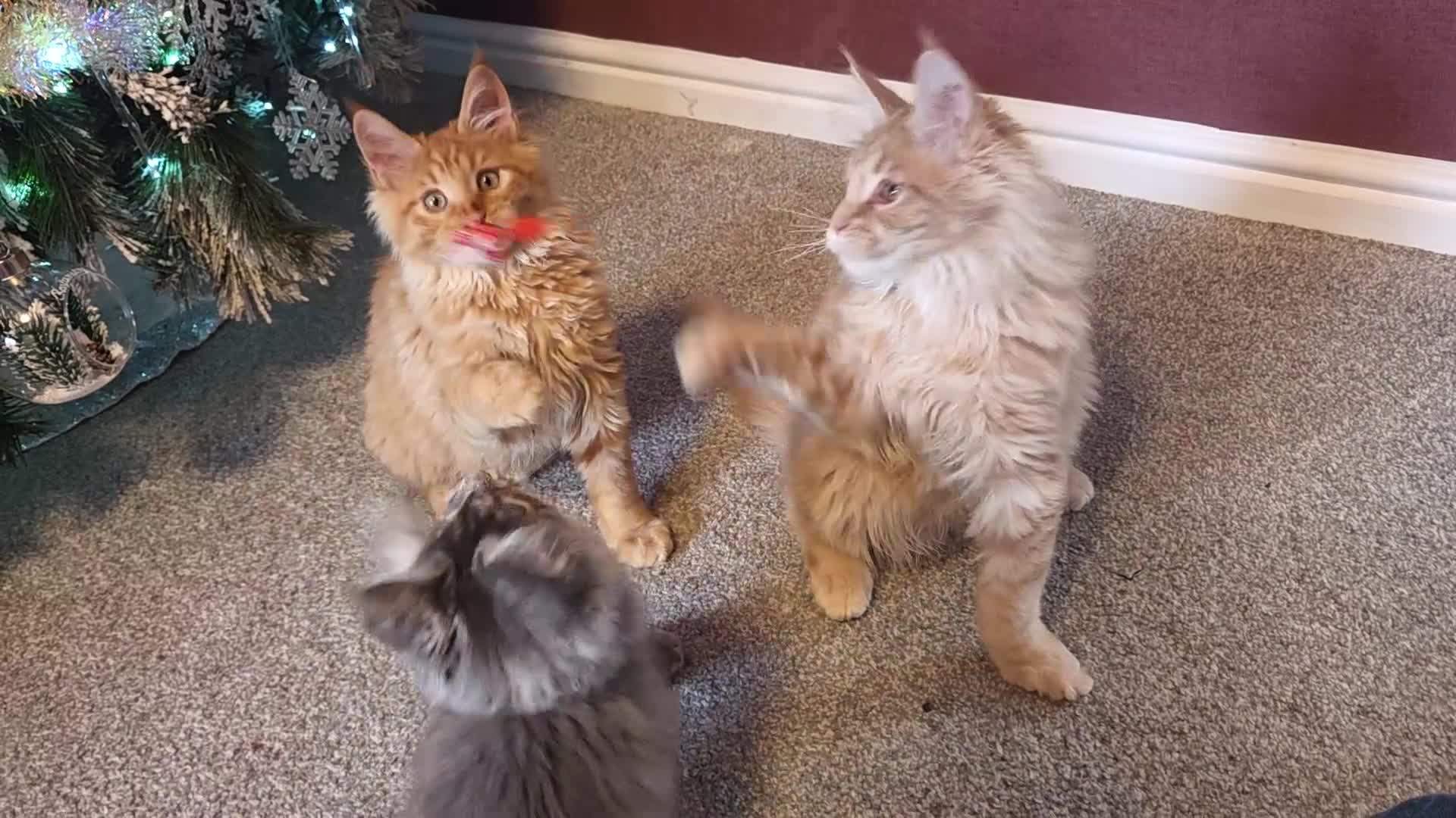 Maine Coon cats for sale: TiCA reg/Parents Fully Health Tested - Video 1