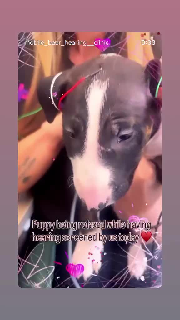 English Bull Terrier dogs for sale: English bull terrier puppies - Video 1