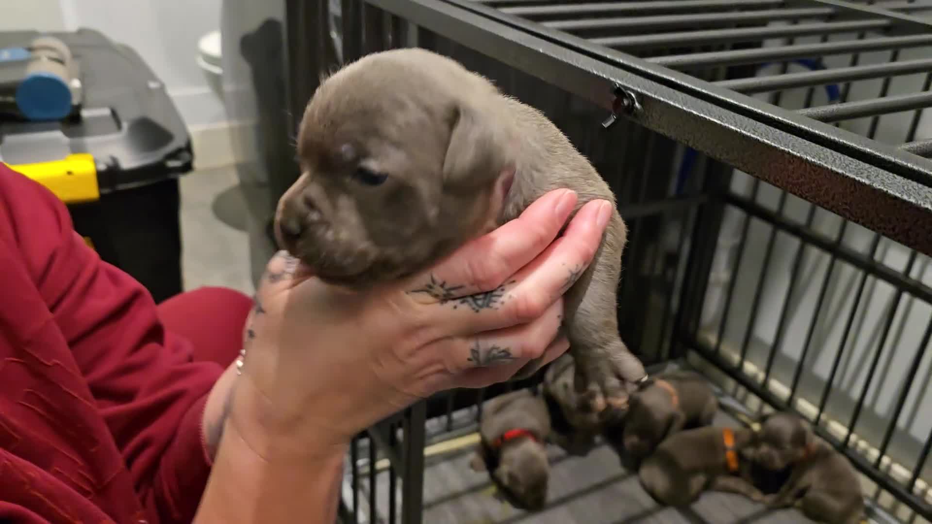 Staffordshire Bull Terrier dogs for sale:  Blue Staffy puppies for sale KC REGISTERED  - Video 3