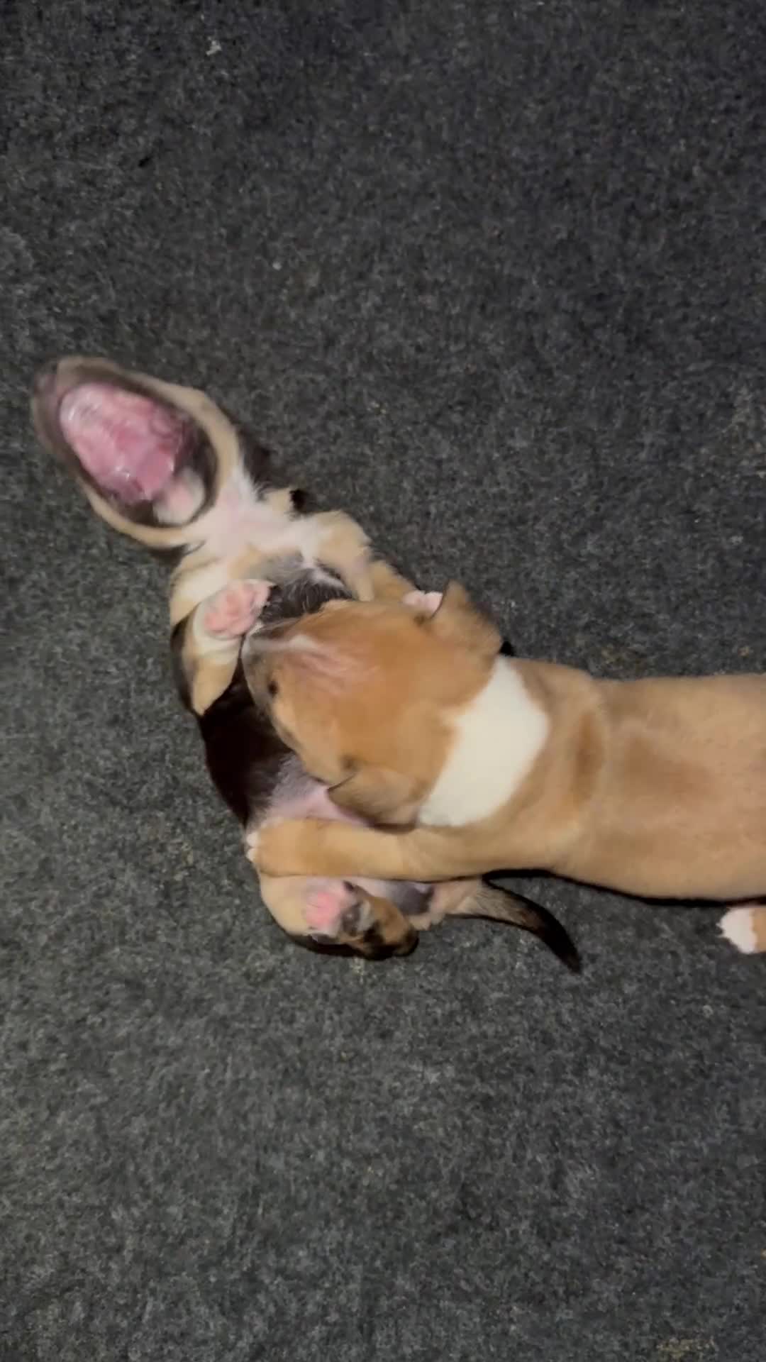 Miniature Bull terrier dogs for sale: Miniature Bull Terrier  - Video 2