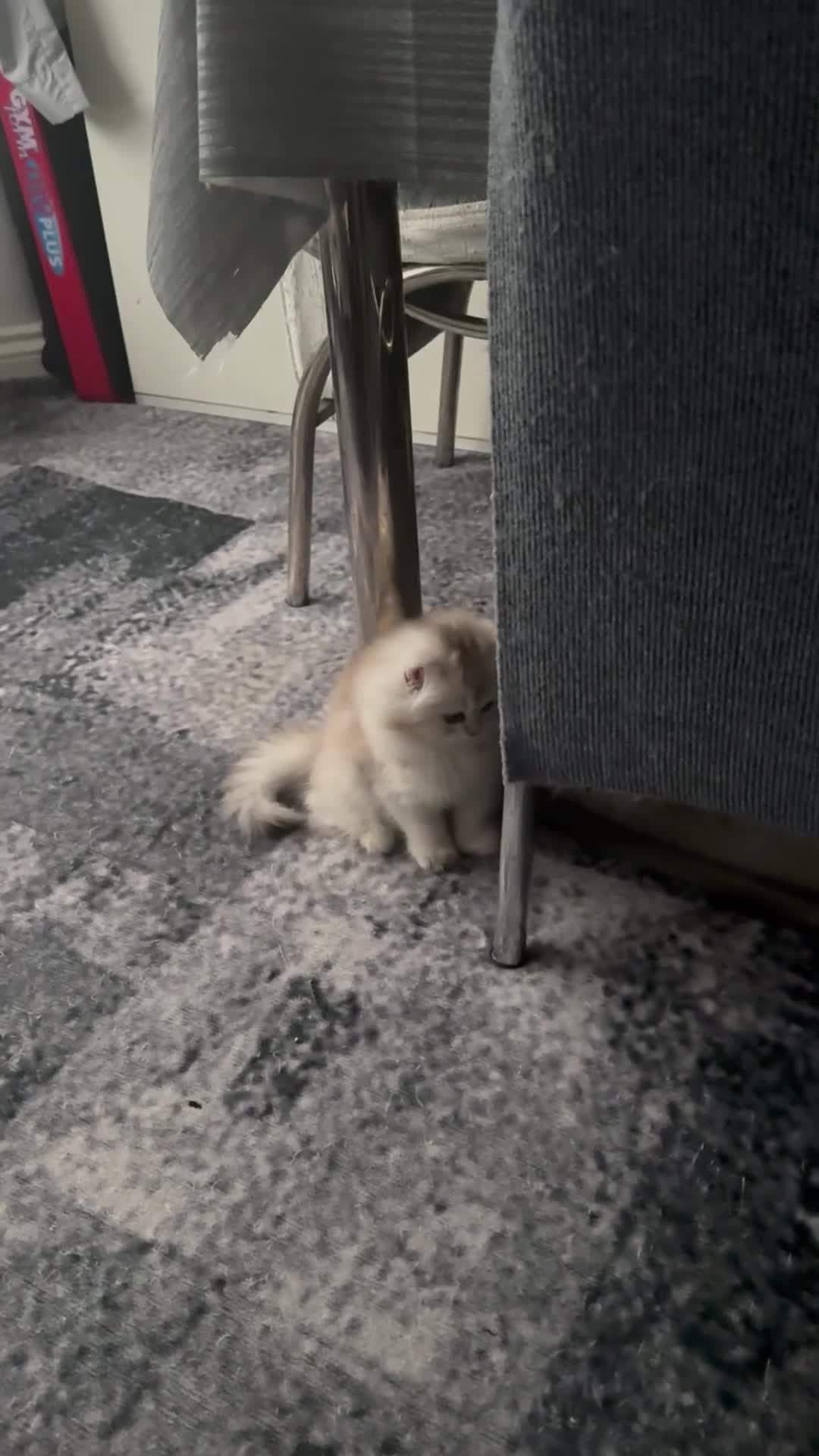 Scottish Fold cats for sale: Charming Scottish Straights and  Fold available. - Video 2