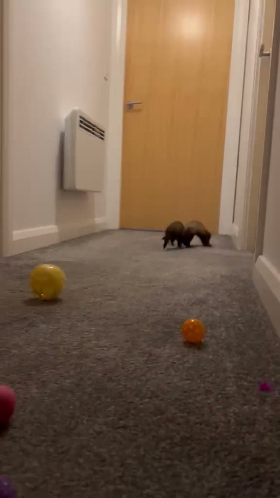 Ferret rodents for sale: Ferret Starter Pack – 2 Ferrets + Full Setup – £70 in Lincoln - Video 2