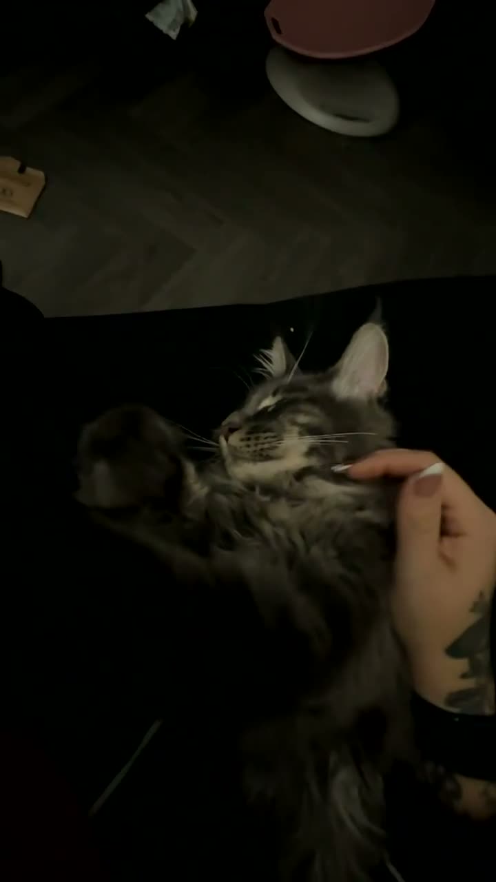 Maine Coon cats for sale: Male maincoon - Video 1