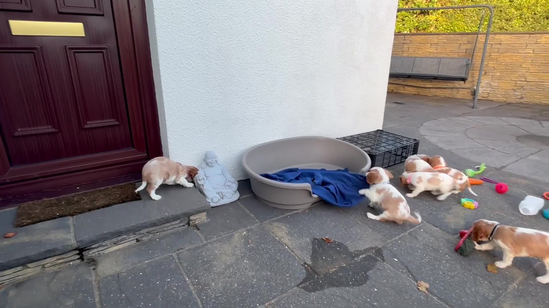 Cavalier King Charles Spaniel dogs for sale: Cavalier King Charles  - Video 4