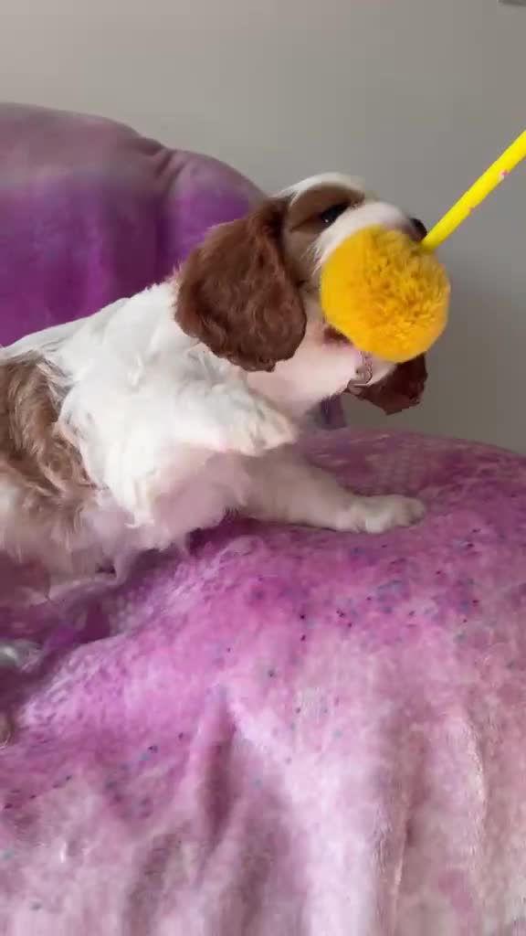 Cavalier King Charles Spaniel dogs for sale: Cavalier Puppies - Video 2