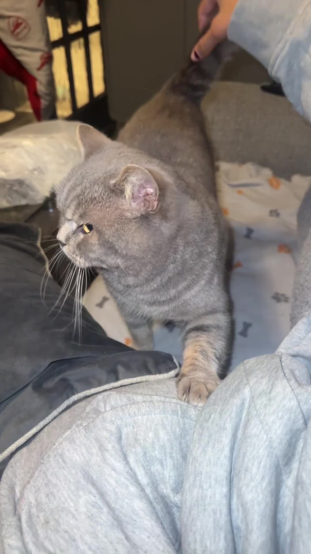 British Shorthair cats for sale: 👉 British Shorthair Kittens – Ready 14 Feb - Video 3