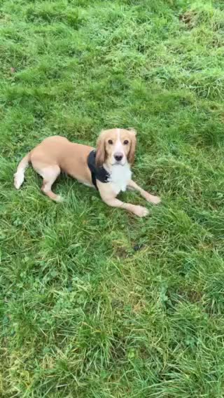 Cocker Spaniel dogs for sale: cocker spaniel   - Video 2