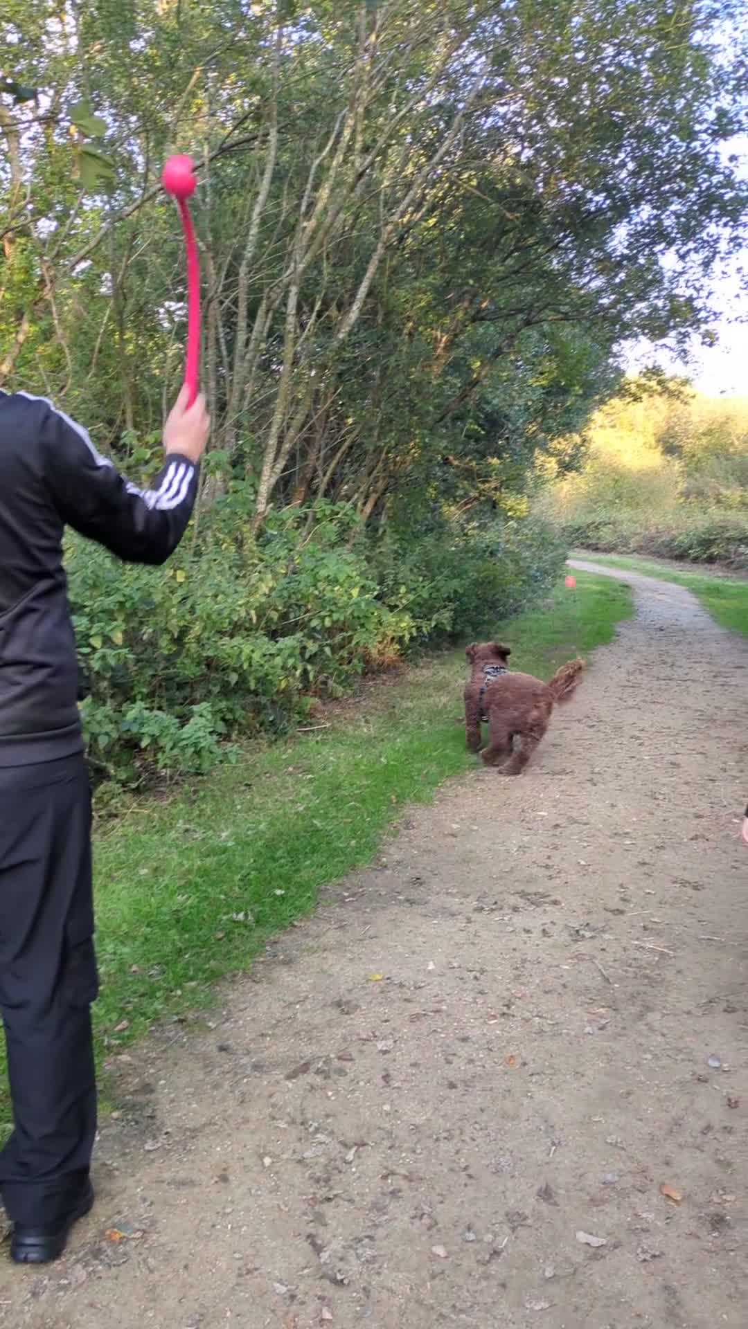 Cockapoo dogs for sale: 4 year old Cockapoo  - Video 1