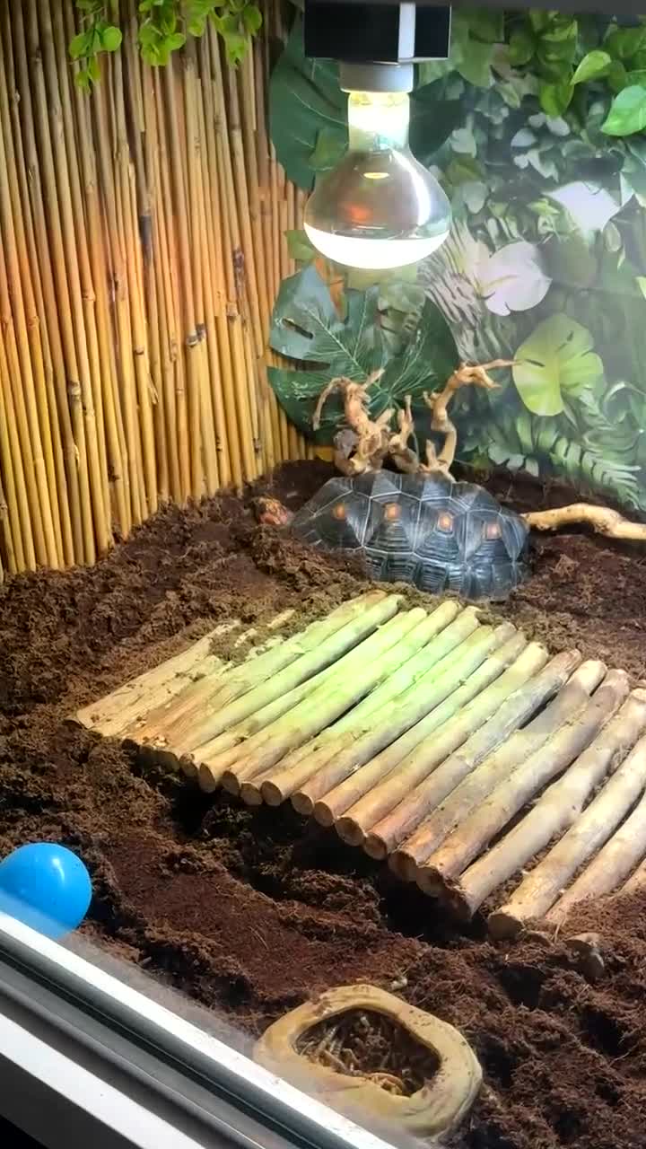 Tortoise reptiles for sale: Redfoot tortoise and enclosure all in - Video 1