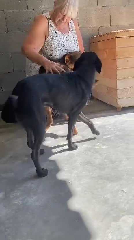 Mixed Breed dogs for adoption: Pitch & Peggy, 5 yrs. Available for adoption. - Video 3