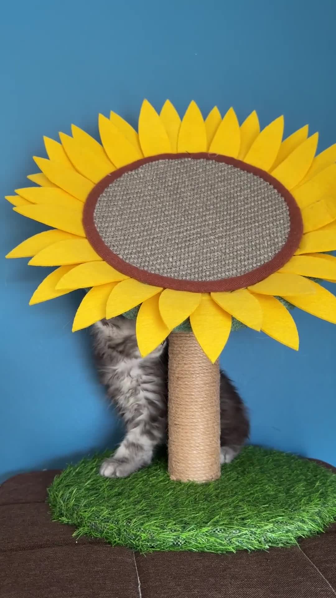 Maine Coon cats for sale: Polydactyl and non-polydactyl kittens  - Video 1