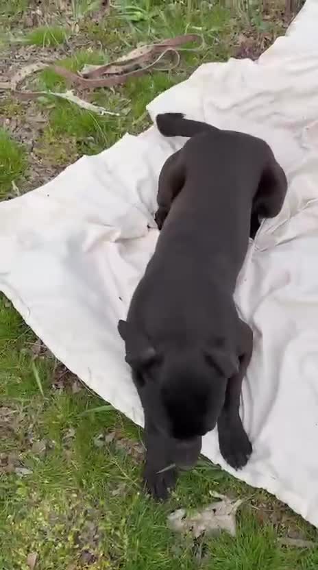 Mixed Breed dogs for adoption: Benny | Bouncy, Loving & Full of Puppy Joy 💜 - Video 1