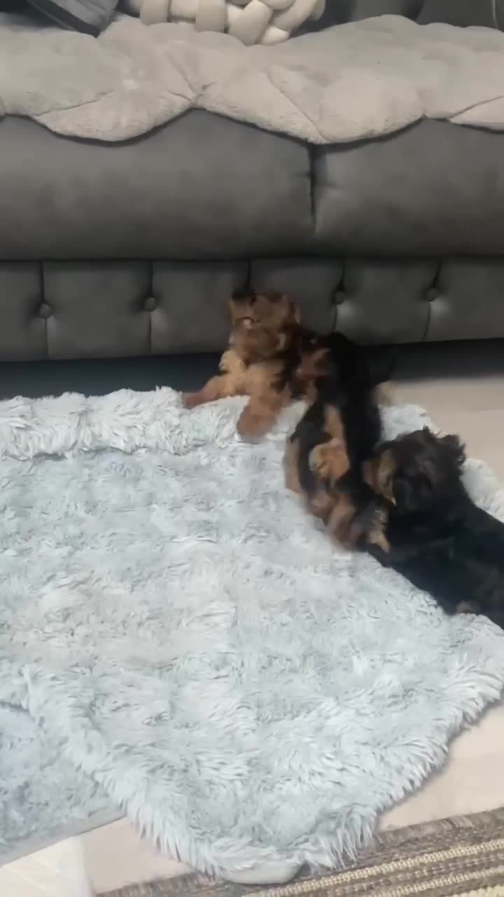 Yorkshire Terrier dogs for sale: Wioletta - Video 1